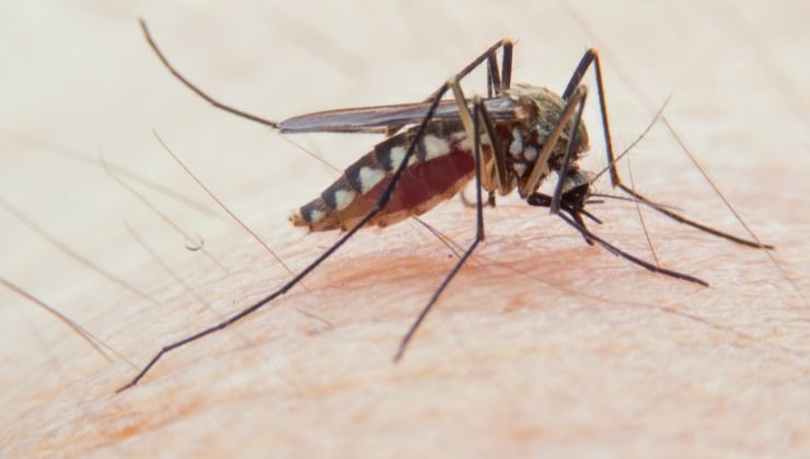 zanzare e zecche: che malattie possono trasmettere